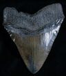 Extremely Wide Megalodon Tooth #5726-1